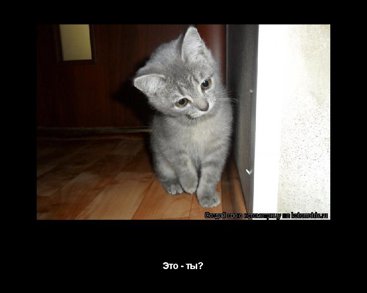 Котоматрица: Kote Это - ты?