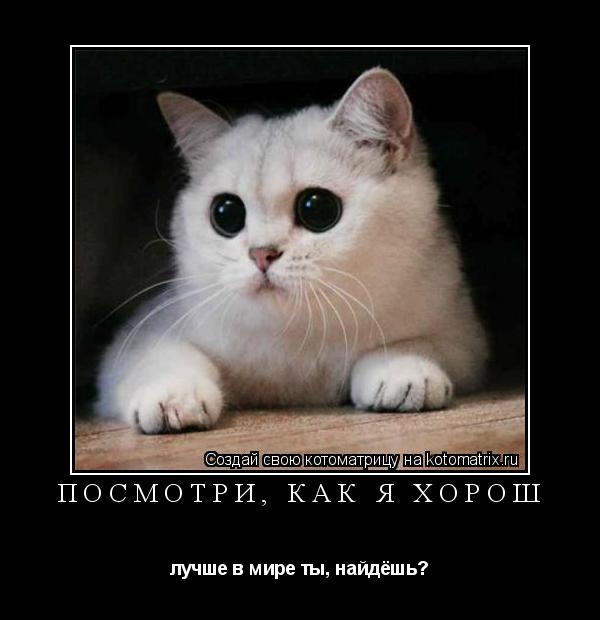 Посмотри, как я хорош лучше в мире ты, найдёшь?... Котоматрица: Посмотри, как я хорош лучше в мире ты, найдёшь?