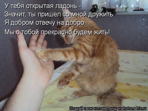 Котоматрица: У тебя открытая ладонь -  Значит, ты пришел со мной дружить. Я добром отвечу на добро, Мы с тобой прекрасно будем жить!