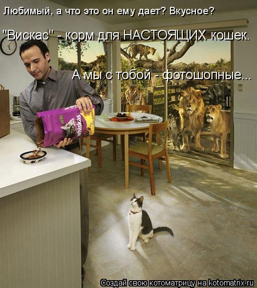 Котоматрица: "Вискас" - корм для НАСТОЯЩИХ кошек. А мы с тобой - фотошопные... Любимый, а что это он ему дает? Вкусное?