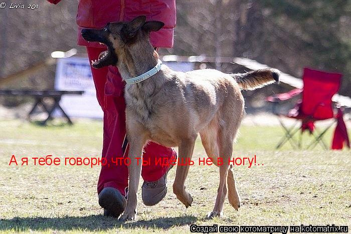 Котоматрица: А я тебе говорю,что ты идёшь не в ногу!..