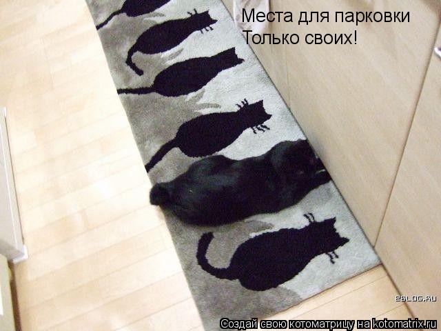 Котоматрица: Места для парковки Только своих!