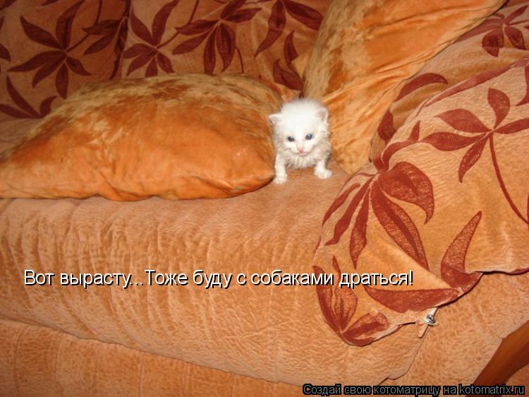 Котоматрица: Вот вырасту...Тоже буду с собаками драться!