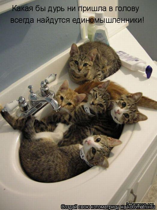 Котоматрица: Какая бы дурь ни пришла в голову  всегда найдутся единомышленники!