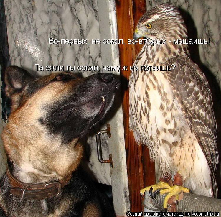Котоматрица: Та ежли ты сокил, чаму ж нэ лэтаишь? Во-первых, не сокол, во-втОрых - мэшаишь!