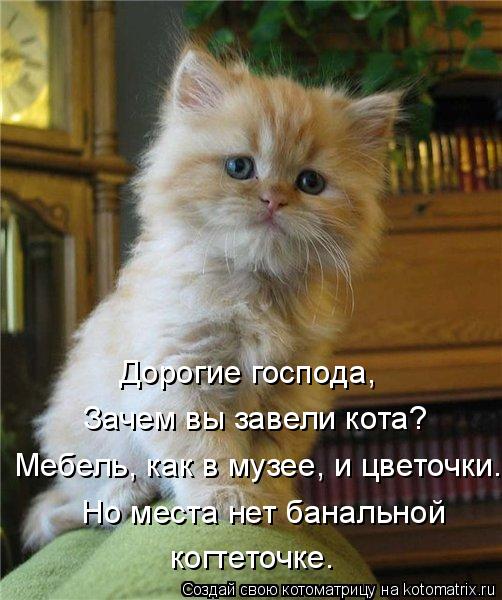 Дорогие господа, Зачем вы завели кота? Мебель, как в музее, и цветочки. Но места нет банальной когтет... Котоматрица: Дорогие господа, Зачем вы завели кота? Мебель, как в музее, и цветочки. Но места нет банальной когтеточке.