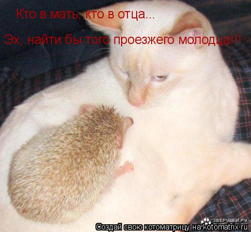 Котоматрица: Эх, найти бы того проезжего молодца!!! Кто в мать, кто в отца...