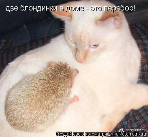 Котоматрица: две блондинки в доме - это перебор!