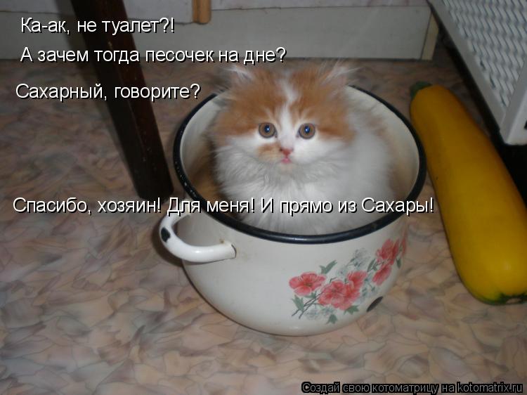 Котоматрица: Ка-ак, не туалет?! А зачем тогда песочек на дне? Сахарный, говорите? Спасибо, хозяин! Для меня! И прямо из Сахары!
