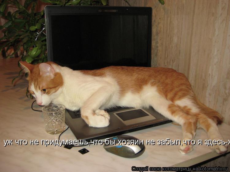 Котоматрица: уж что не придумаешь,что бы хозяин не забыл,что я здесь-жду его худой и голодны