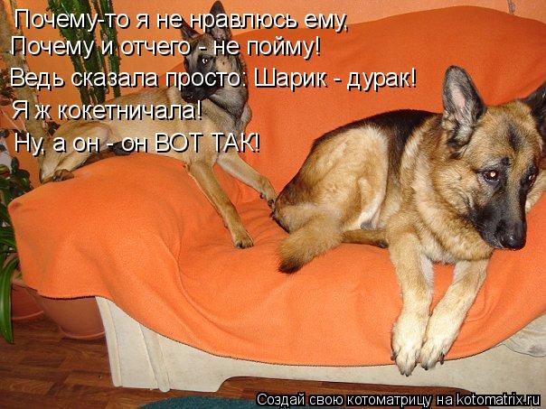 Котоматрица: Почему-то я не нравлюсь ему, Почему и отчего - не пойму! Ведь сказала просто: Шарик - дурак! Я ж кокетничала! Ну, а он - он ВОТ ТАК!
