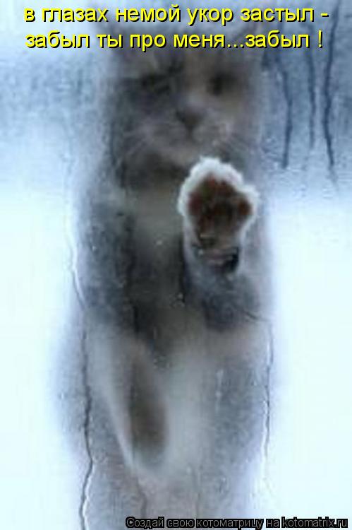 Котоматрица: в глазах немой укор застыл - забыл ты про меня...забыл !