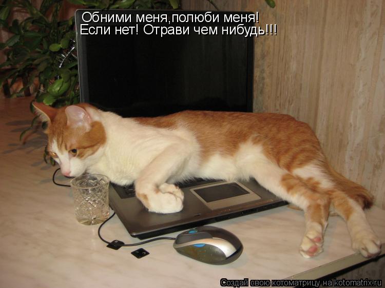 Котоматрица: Обними меня,полюби меня! Обними меня,полюби меня! Если нет! Отрави чем нибудь!!!
