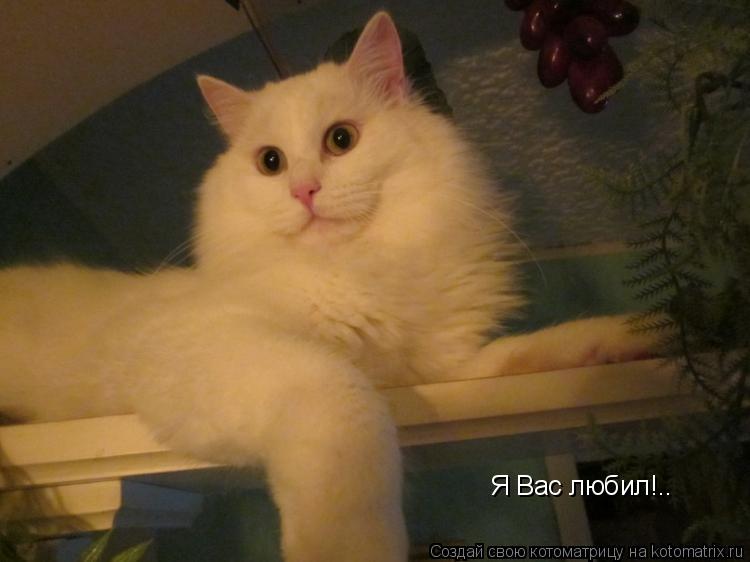 Котоматрица: Я Вас любил!..