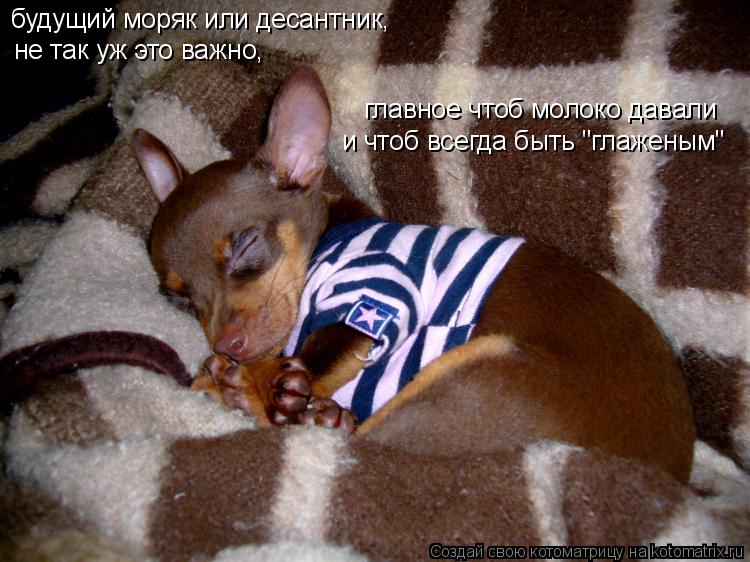 Котоматрица: будущий моряк или десантник, не так уж это важно, главное чтоб молоко давали и чтоб всегда быть "глаженым"