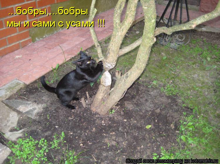 Котоматрица: ...бобры,...бобры мы и сами с усами !!!