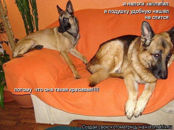 Котоматрица: и налоги заплатил и подушку удобную нашёл не спится потому  что она такая красивая!!!!
