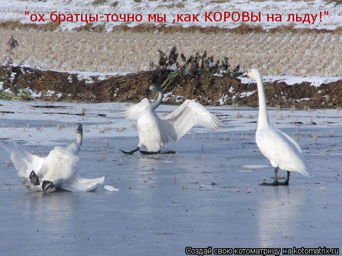 Котоматрица: "ох братцы-точно мы ,как КОРОВЫ на льду!"