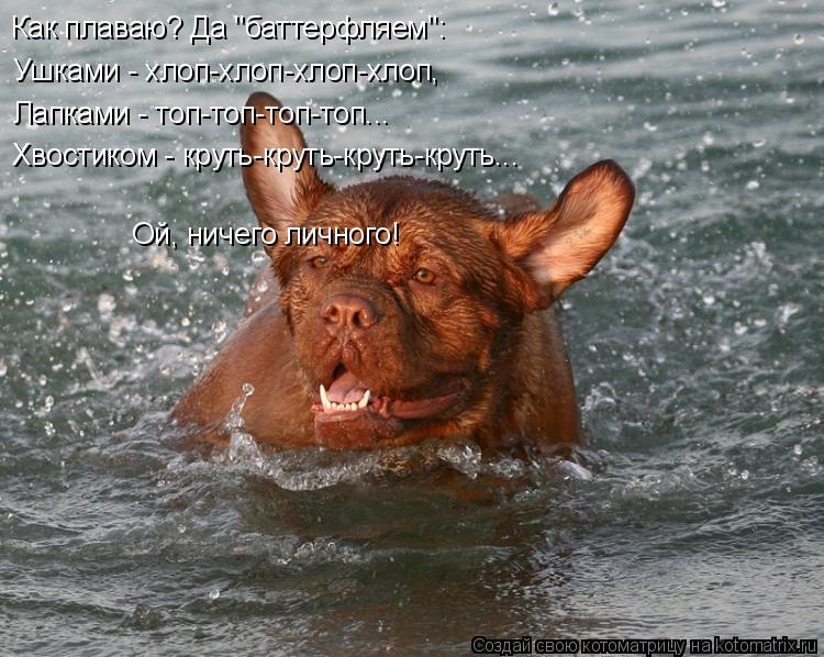 Котоматрица: Как плаваю? Да "баттерфляем": Ушками - хлоп-хлоп-хлоп-хлоп, Лапками - топ-топ-топ-топ... Хвостиком - круть-круть-круть-круть... Ой, ничего личного!