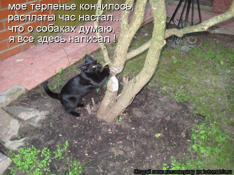 Котоматрица: мое терпенье кончилось, расплаты час настал... что о собаках думаю, я все здесь написал !