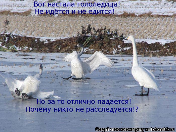 Котоматрица: Вот настала гололедица! Но за то отлично падается! Почему никто не расследуется!? Не идётся и не едится!