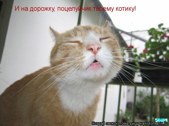 Котоматрица: И на дорожку, поцелуйчик твоему котику!