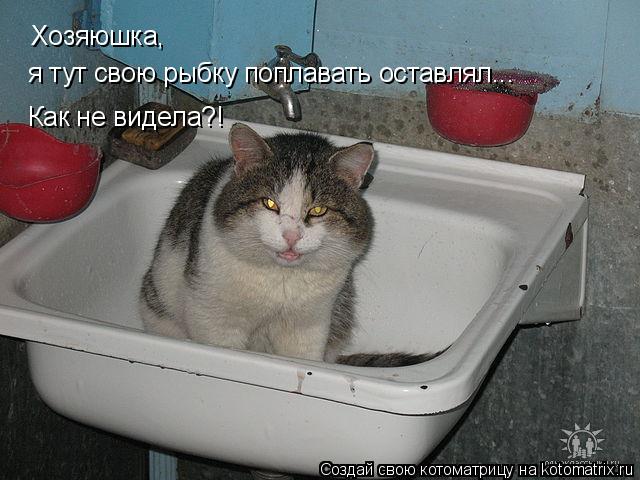 Котоматрица: Хозяюшка, я тут свою рыбку поплавать оставлял... Как не видела?!