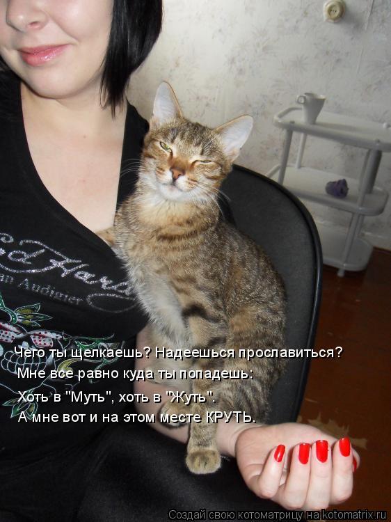 Котоматрица: Чего ты щелкаешь? Надеешься прославиться? Мне все равно куда ты попадешь: Хоть в "Муть", хоть в "Жуть". А мне вот и на этом месте КРУТЬ.