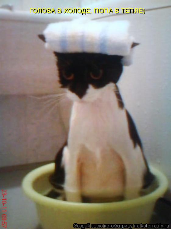 Котоматрица: ГОЛОВА В ХОЛОДЕ, ПОПА В ТЕПЛЕ)