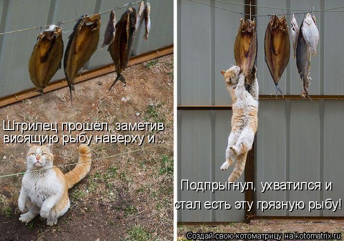 Котоматрица: Штрилец прошёл, заметив висящию рыбу наверху и... Подпрыгнул, ухватился и  стал есть э стал есть эту грязную рыбу!