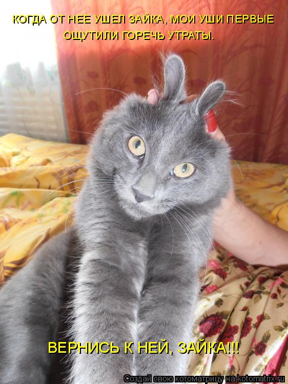 Котоматрица: КОГДА ОТ НЕЕ УШЕЛ ЗАЙКА, МОИ УШИ ПЕРВЫЕ ОЩУТИЛИ ГОРЕЧЬ УТРАТЫ. ВЕРНИСЬ К НЕЙ, ЗАЙКА!!!