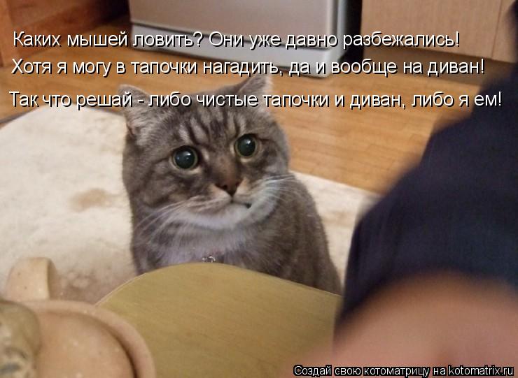 Котоматрица: Каких мышей ловить? Они уже давно разбежались! Хотя я могу в тапочки нагадить, да и вообще на диван! Так что решай - либо чистые тапочки и дива