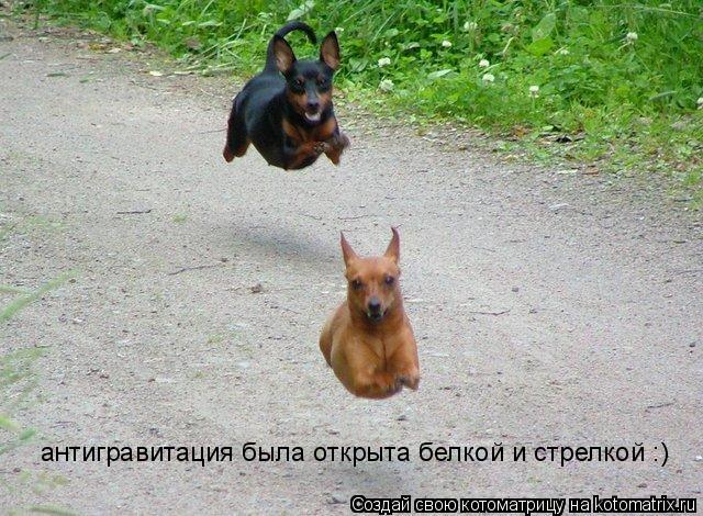 антигравитация была открыта белкой и стрелкой :)... Котоматрица: антигравитация была открыта белкой и стрелкой :)