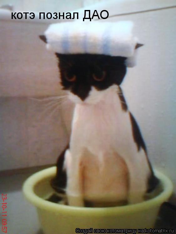 Котоматрица: котэ познал ДАО