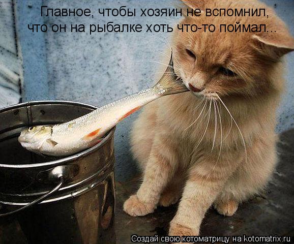 Котоматрица: Главное, чтобы хозяин не вспомнил, что он на рыбалке хоть что-то поймал...