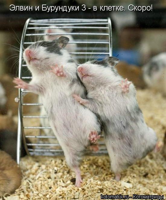 Котоматрица: Элвин и Бурундуки 3 - в клетке. Скоро!