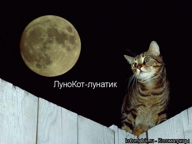 Котоматрица: ЛуноКот-лунатик