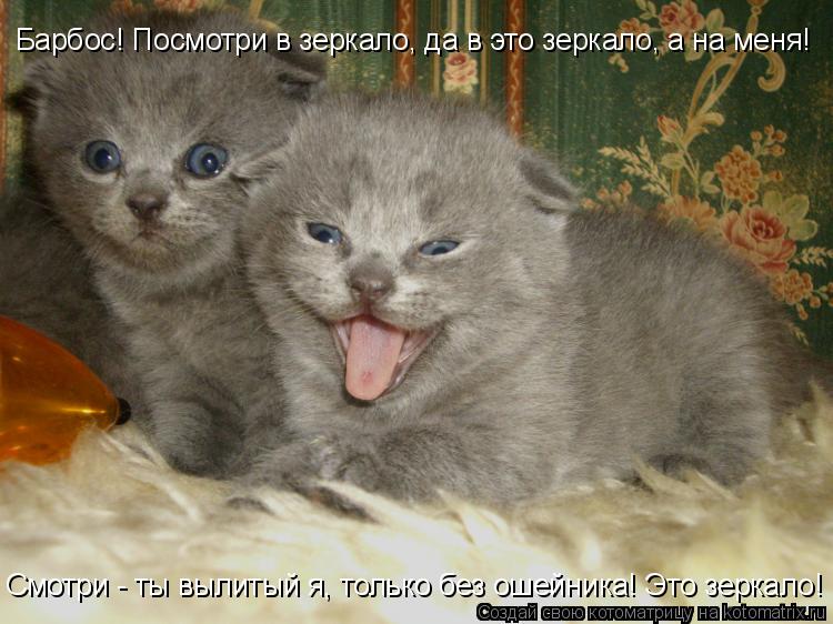 Котоматрица: Барбос! Посмотри в зеркало, да в это зеркало, а на меня! Смотри - ты вылитый я, только без ошейника! Это зеркало!