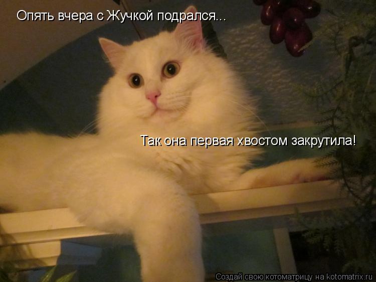 Котоматрица: Опять вчера с Жучкой подрался... Так она первая хвостом закрутила!