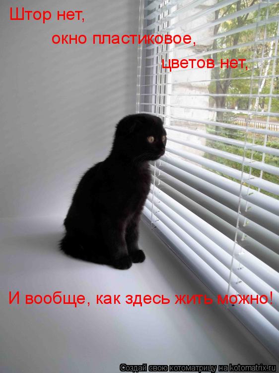 Котоматрица: Штор нет,  окно пластиковое, цветов нет, И вообще, как здесь жить можно!