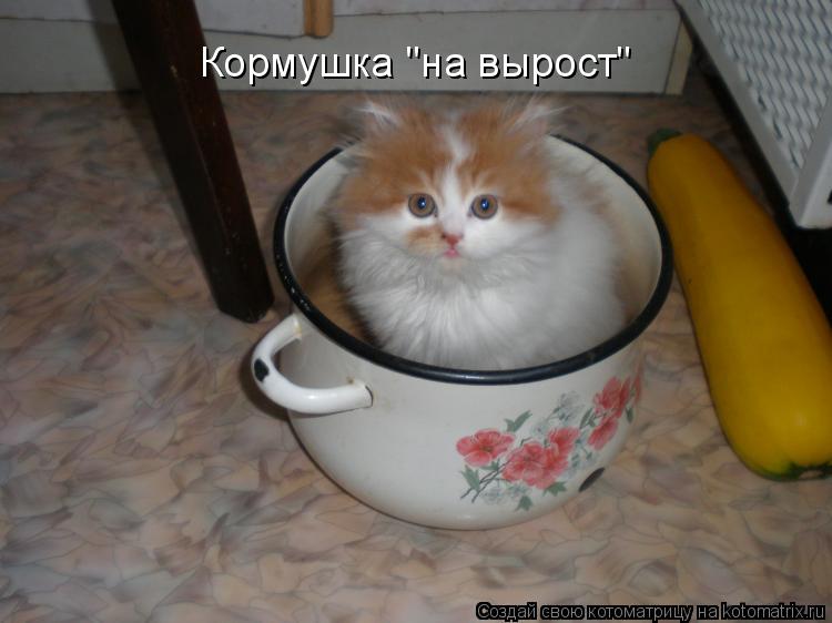 Котоматрица: Кормушка "на вырост"