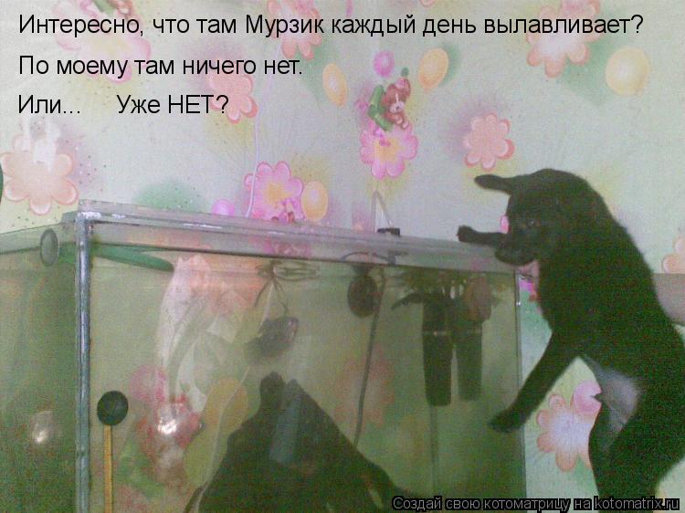 Интересно, что там Мурзик каждый день вылавливает? По моему там ничего нет. Или... Уже НЕТ?... Котоматрица: Интересно, что там Мурзик каждый день вылавливает? По моему там ничего нет. Или... Уже НЕТ?