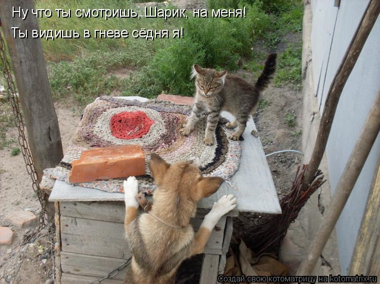 Ну что ты смотришь, Шарик, на меня! Ты видишь в гневе сёдня я!... Котоматрица: Ну что ты смотришь, Шарик, на меня! Ты видишь в гневе сёдня я!