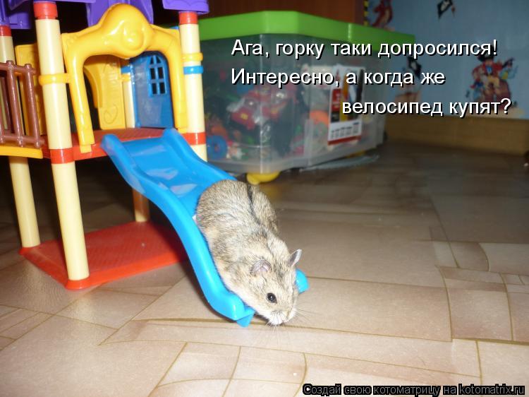 Ага, горку таки допросился! Интересно, а когда же велосипед купят?... Котоматрица: Ага, горку таки допросился! Интересно, а когда же велосипед купят?
