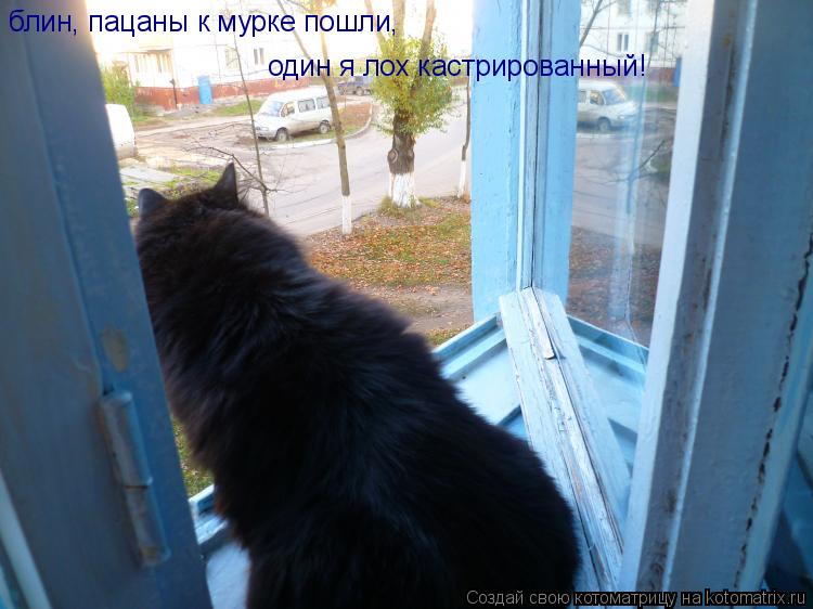 блин, пацаны к мурке пошли, один я лох кастрированный!... Котоматрица: блин, пацаны к мурке пошли, один я лох кастрированный!