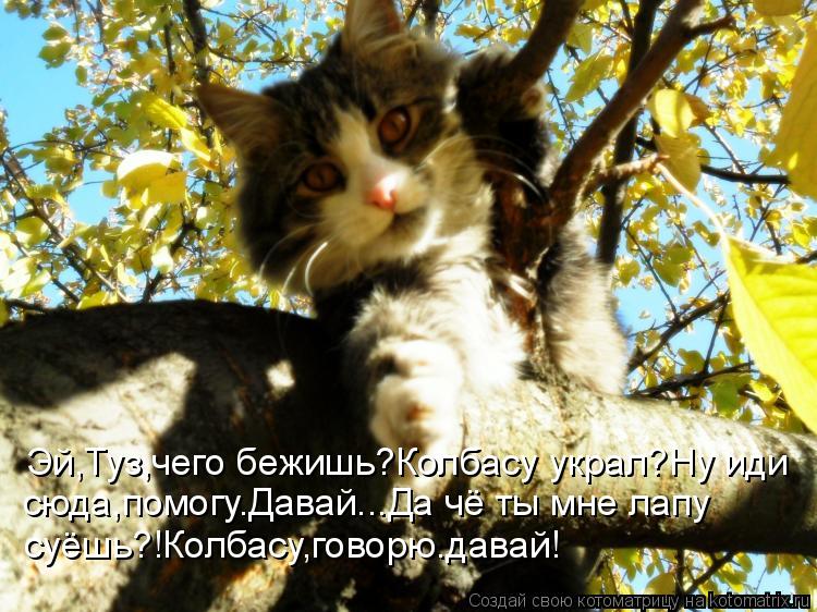 сюда,помогу.Давай...Да чё ты мне лапу Эй,Туз,чего бежишь?Колбасу украл?Ну иди суёшь?!Колбасу,говорю.д... Котоматрица: сюда,помогу.Давай...Да чё ты мне лапу Эй,Туз,чего бежишь?Колбасу украл?Ну иди суёшь?!Колбасу,говорю.давай!