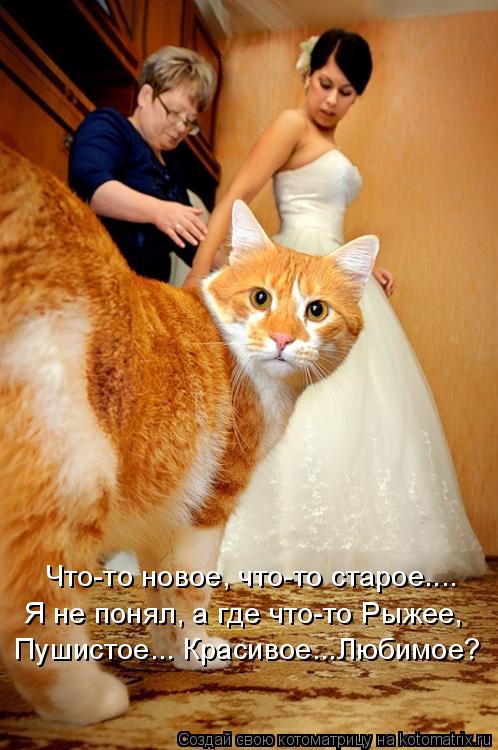 Котоматрица: Что-то новое, что-то старое.... Я не понял, а где что-то Рыжее, Пушистое... Красивое...Любимое?
