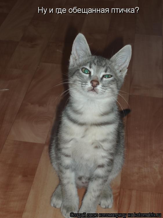 Ну и где обещанная птичка?... Котоматрица: Ну и где обещанная птичка?