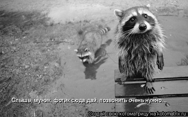 Слышь, мужик, фотик сюда дай, позвонить очень нужно...... Котоматрица: Слышь, мужик, фотик сюда дай, позвонить очень нужно...