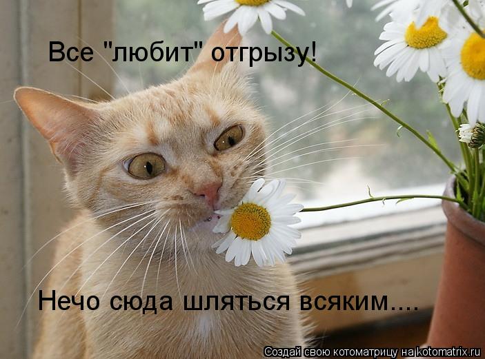 Все "любит" отгрызу! Нечо сюда шляться всяким....... Котоматрица: Все "любит" отгрызу! Нечо сюда шляться всяким....